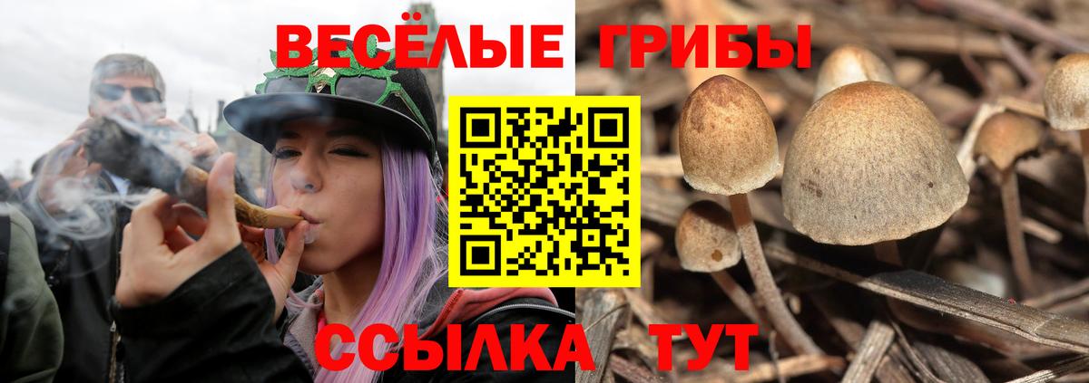 Псилоцибиновые грибы GOLDEN TEACHER Красногорск
